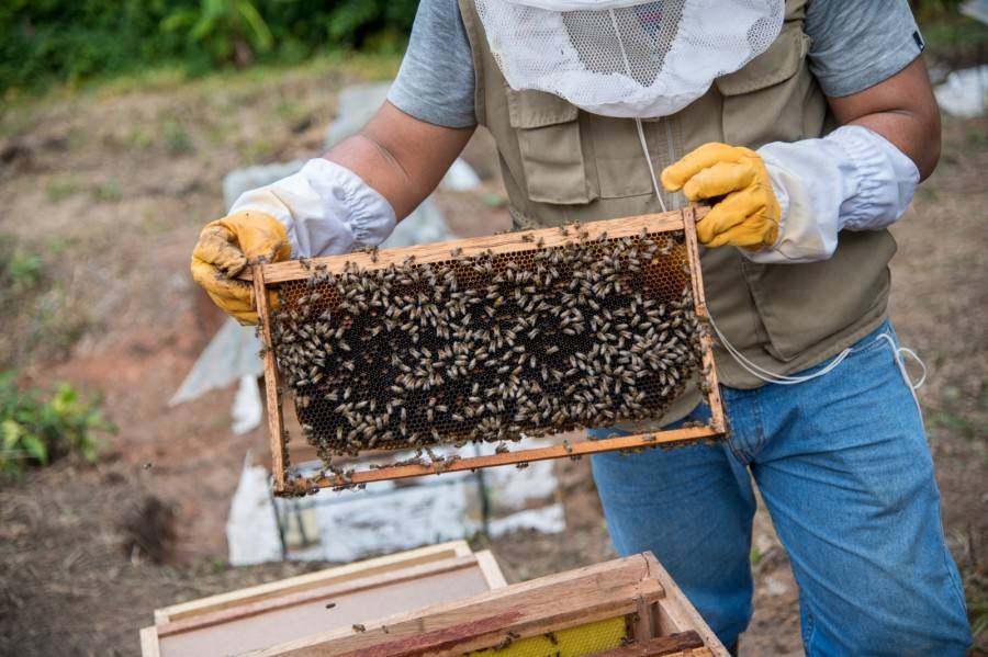 MPAA ENTREG&Oacute; M&Oacute;DULOS COMPLETOS DE ABEJAS A BENEFICIARIOS DEL PROYECTO AP&Iacute;COLA