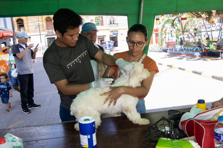 MPAA REALIZ&Oacute; CAMPA&Ntilde;A GRATUITA DE DESPARASITACI&Oacute;N CANINA